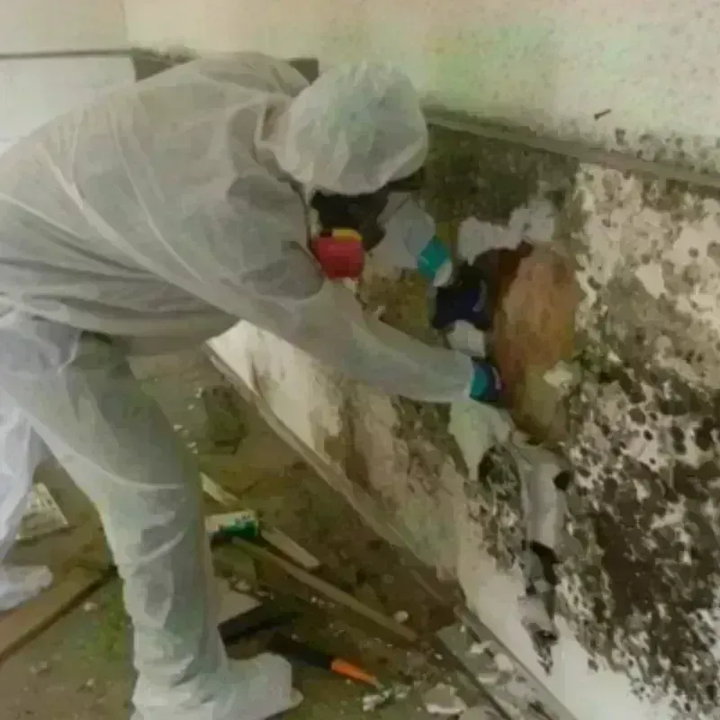 Mold Remediation and Removal in Pemberton Heights, NJ